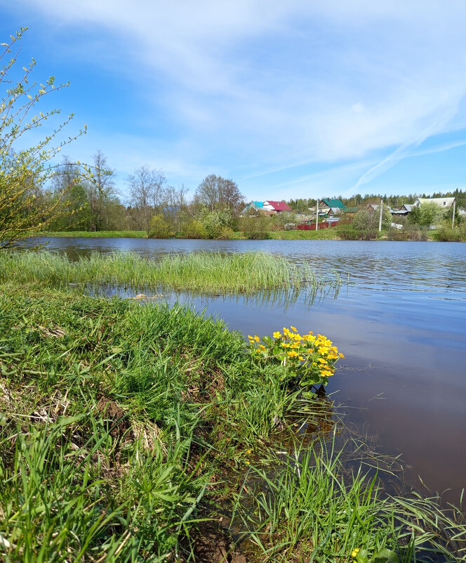 Солнечный день на пруду. - Алена 