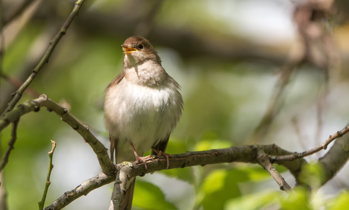 Соловей. - Владимир Безбородов Соловей. - Владимир Безбородов