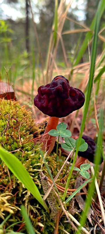 Сморчок - Алексей Ильичёв