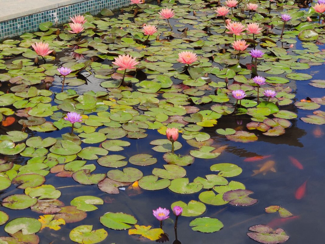 Водяная лилия - Светлана Хращевская