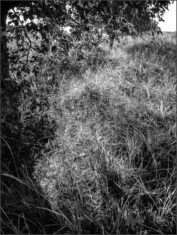 Многотравье - Наталья Rosenwasser