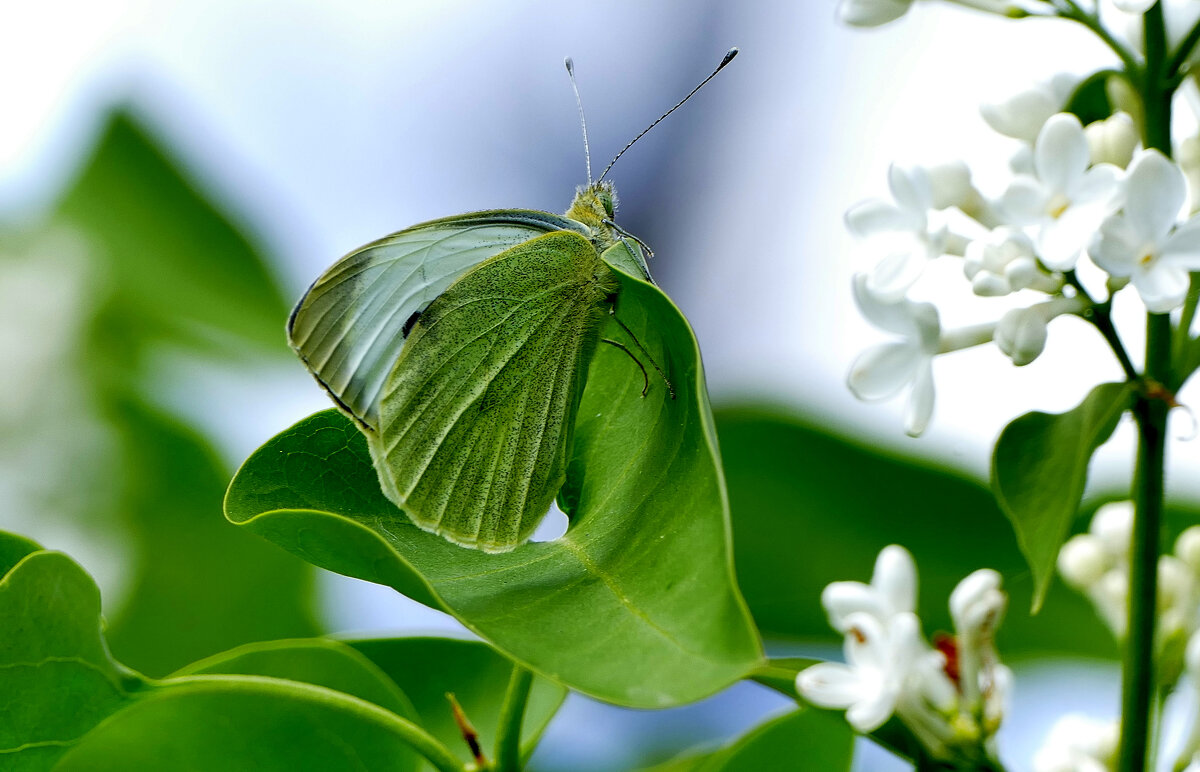 бабочки, снятые 7 мая 7 - Александр Прокудин бабочки, снятые 7 мая 7 - Александр Прокудин