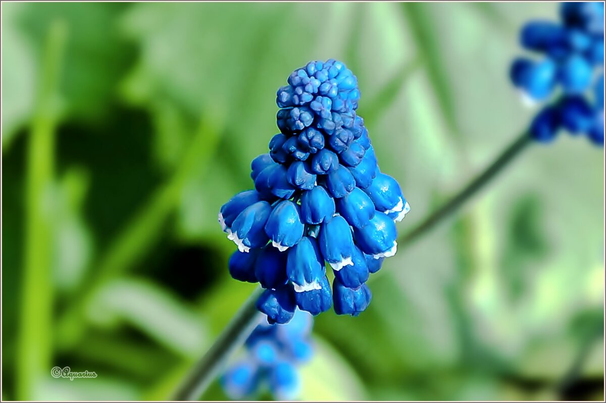 Май... - Aquarius - Сергей