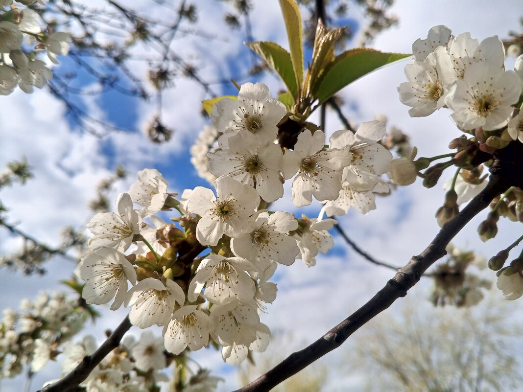 Вишня - Сапсан 