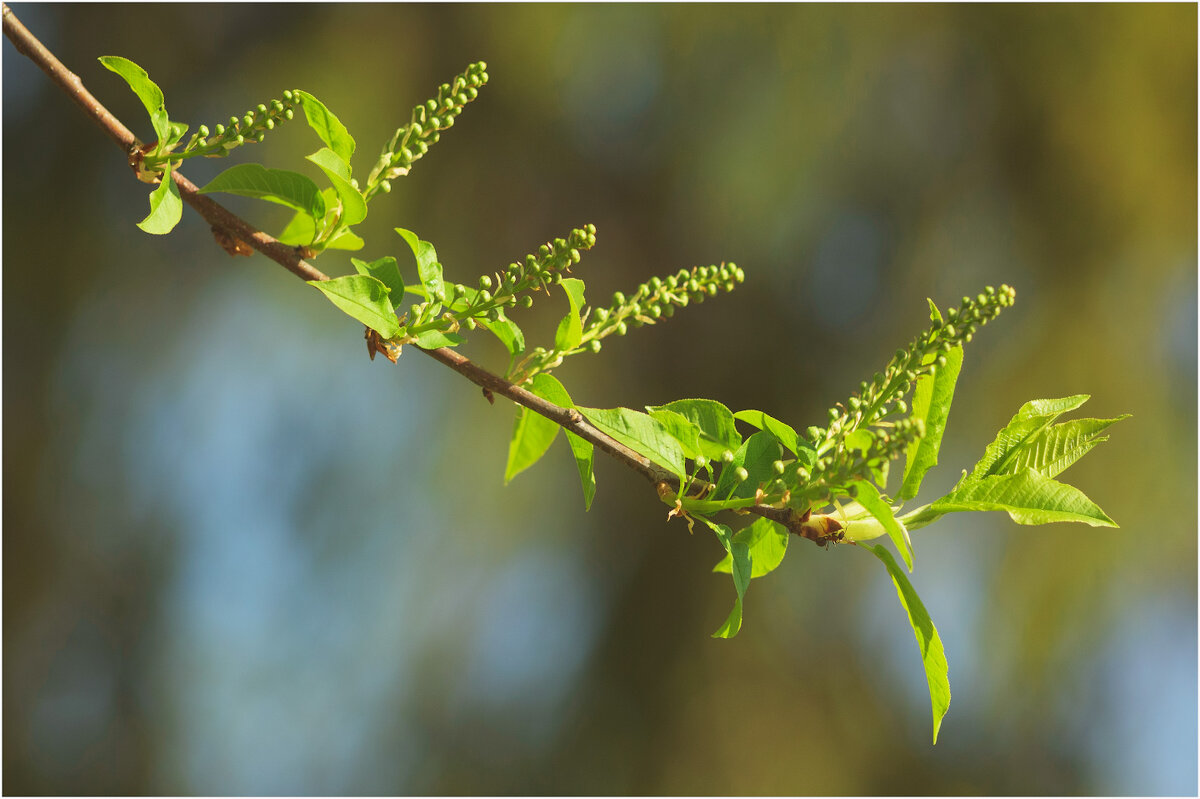 Май молодой - Валентин Котляров