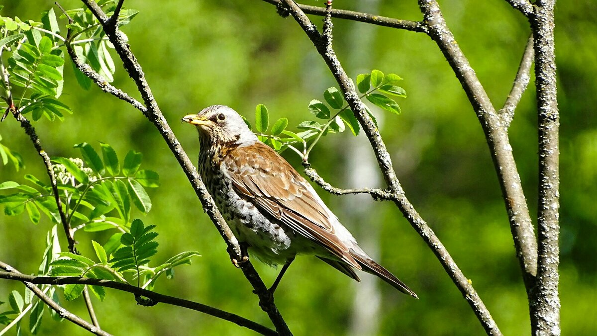 Из жизни дроздов. - Милешкин Владимир Алексеевич Из жизни дроздов. - Милешкин Владимир Алексеевич