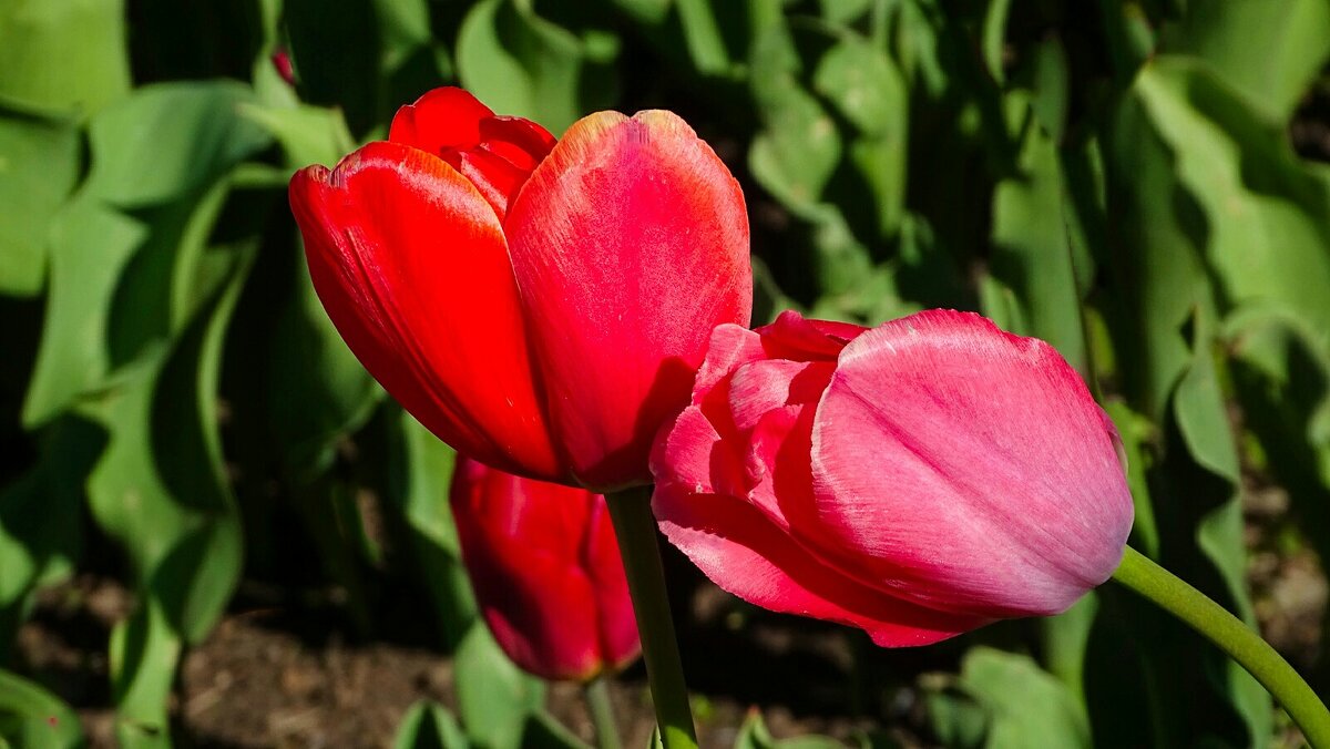 Цветочная любовь - Милешкин Владимир Алексеевич Цветочная любовь - Милешкин Владимир Алексеевич