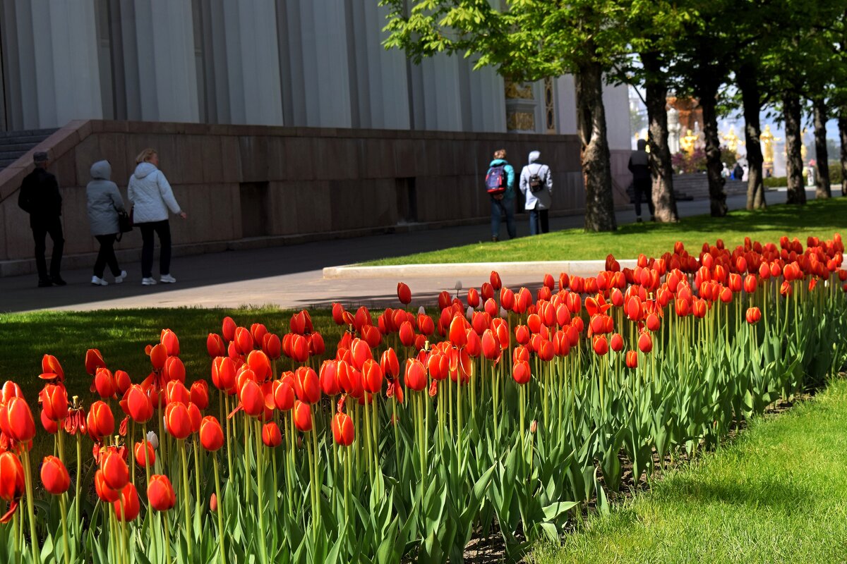 Тюльпаны стройными рядами. - Татьяна Помогалова