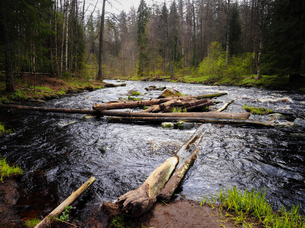 В Линдуловской роще - Магомед . В Линдуловской роще - Магомед .