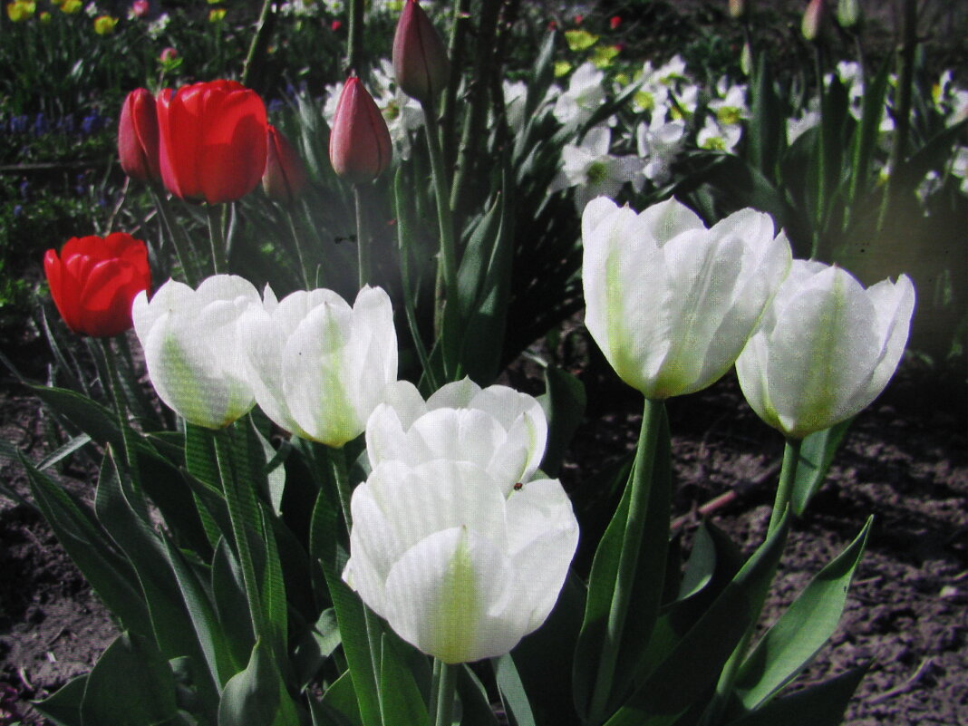 В саду - Людмила Смородинская В саду - Людмила Смородинская