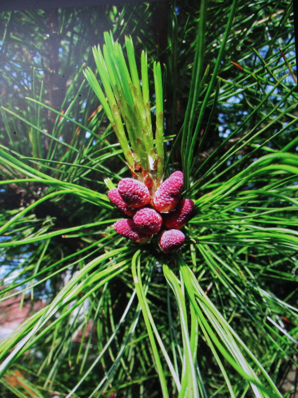 Кедр зацветает - Людмила Смородинская Кедр зацветает - Людмила Смородинская