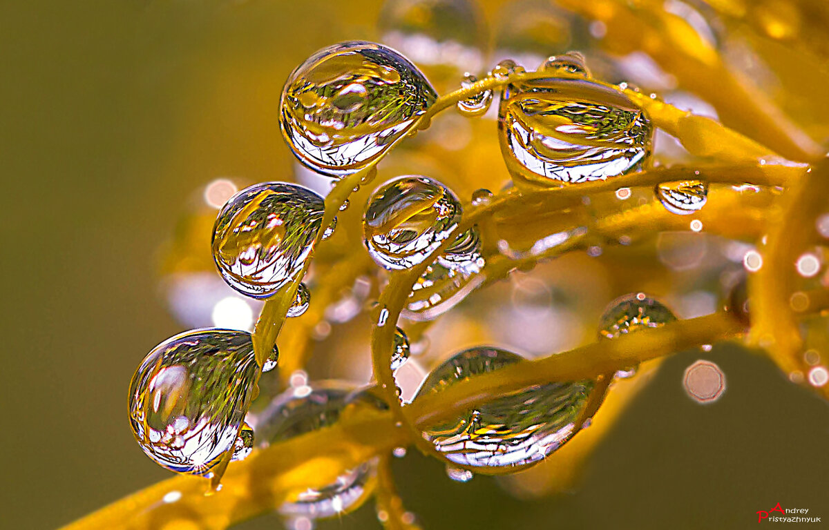 На листике - Андрей Пристяжнюк На листике - Андрей Пристяжнюк