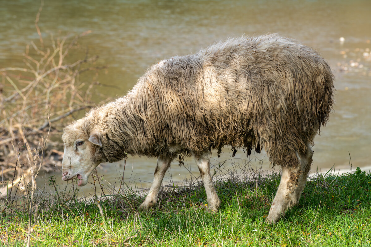 Овечка - Игорь Сикорский