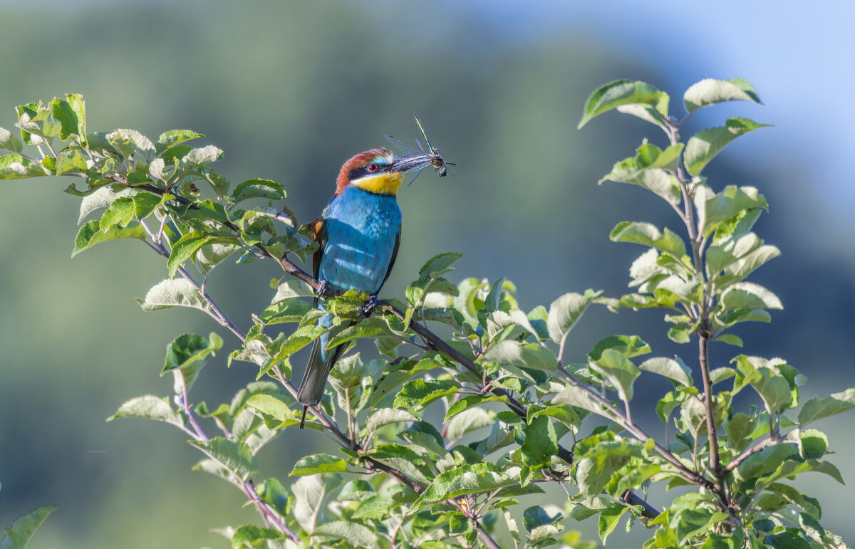 золотистые щурки - юрий макаров