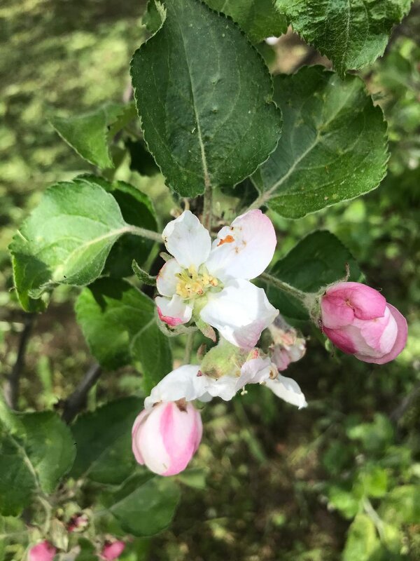 Яблони начинают цвести - Елена Семигина