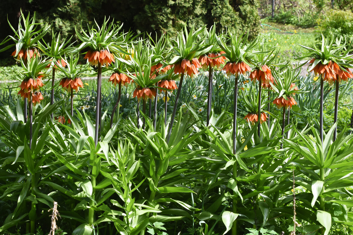 Весна в Ботаническом... - Наташа ***** Весна в Ботаническом... - Наташа *****