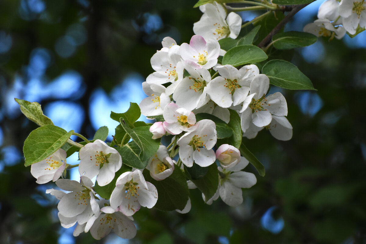 Весна в Ботаническом... - Наташа ***** Весна в Ботаническом... - Наташа *****