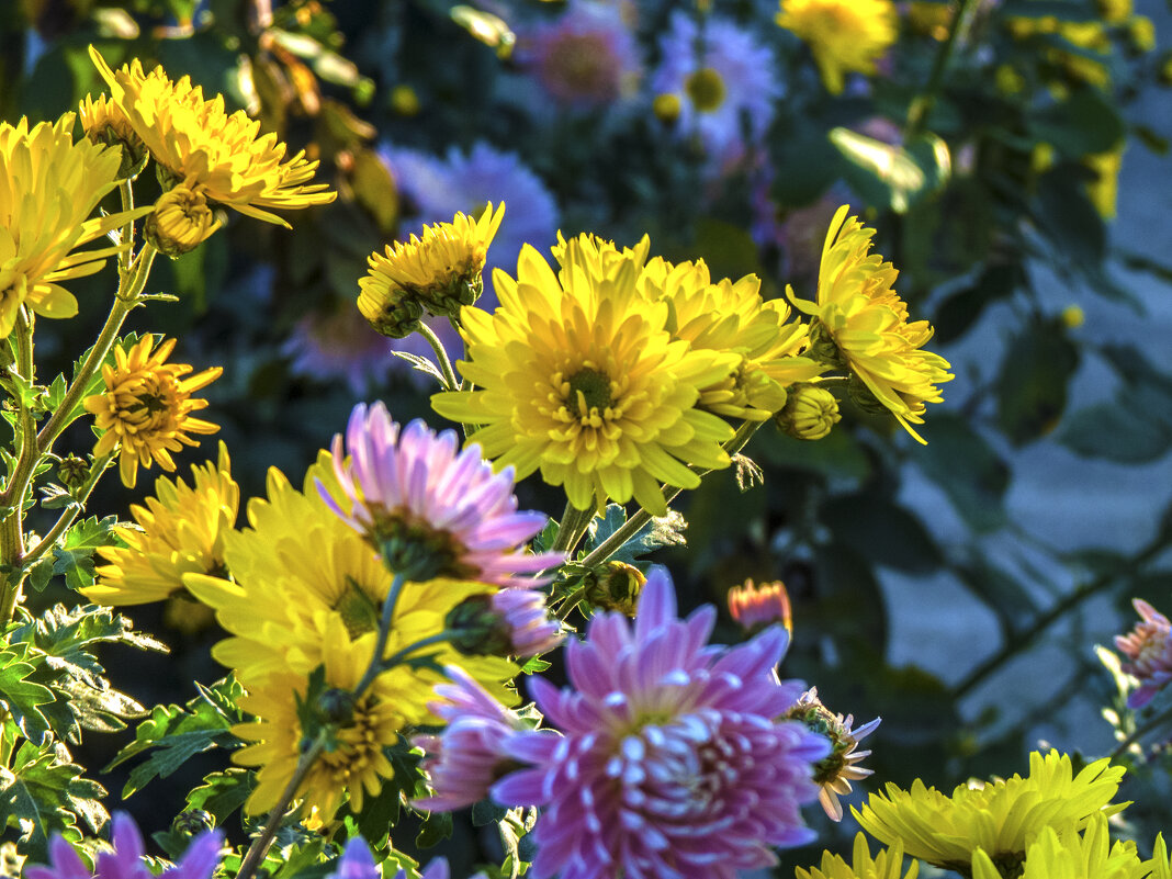 Жёлтые и розовые хризантемы - Валентин Семчишин