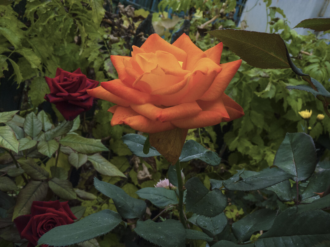 Оранжевая роза - Валентин Семчишин Оранжевая роза - Валентин Семчишин