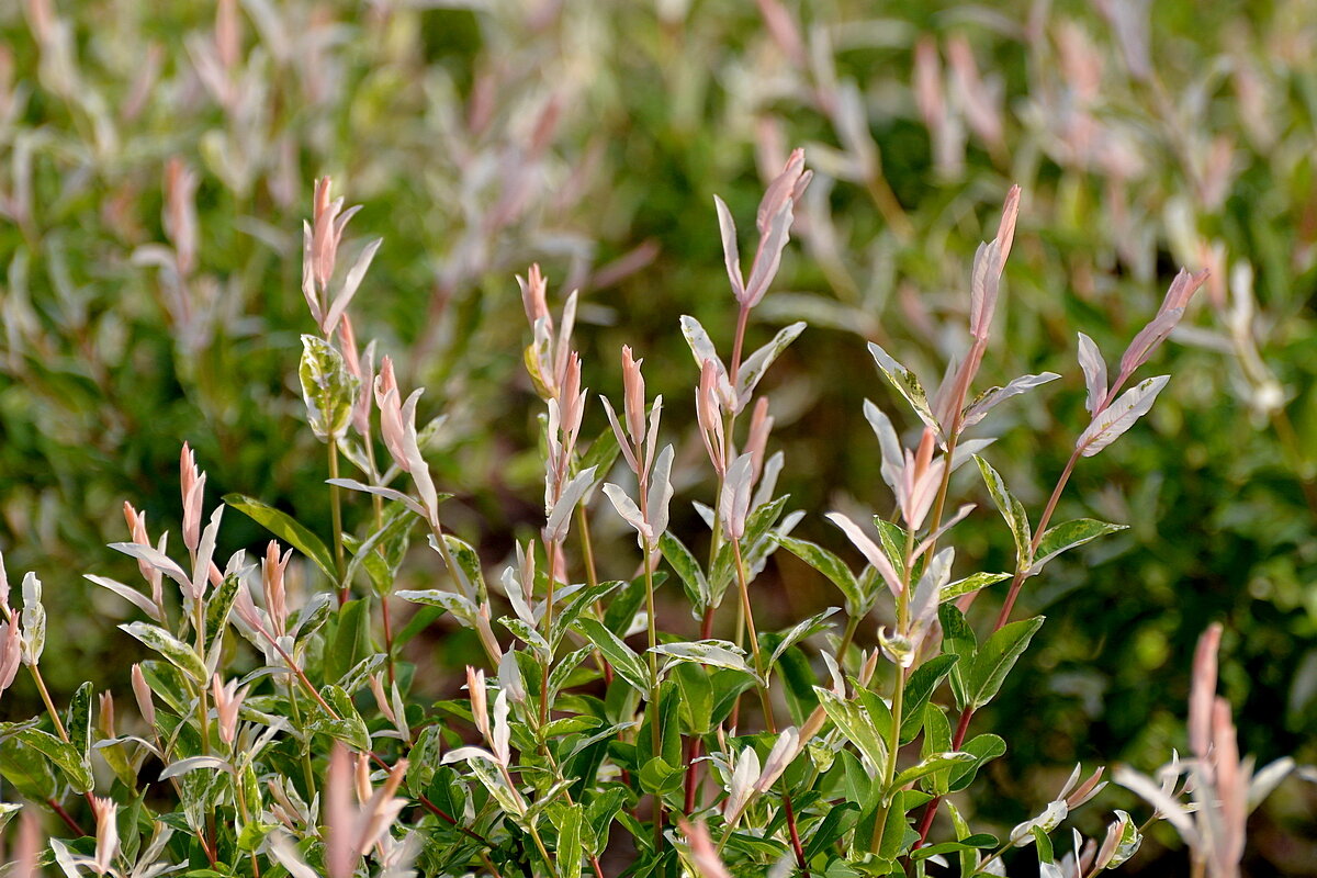 Ива Хакуро Нишики - Сеня Белгородский
