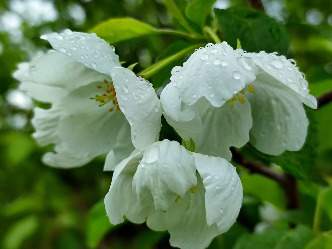 Под дождём. - Валентина Богатко Под дождём. - Валентина Богатко