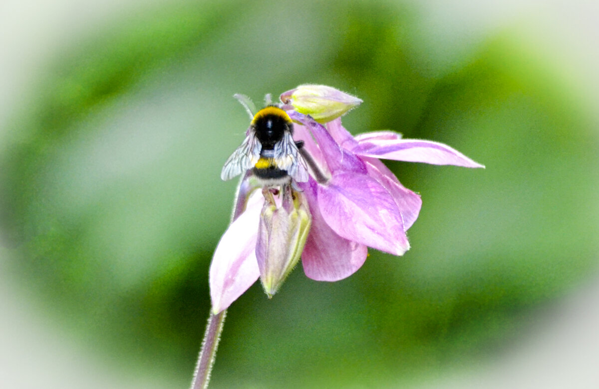 шмель на водосборе - Nina Streapan шмель на водосборе - Nina Streapan