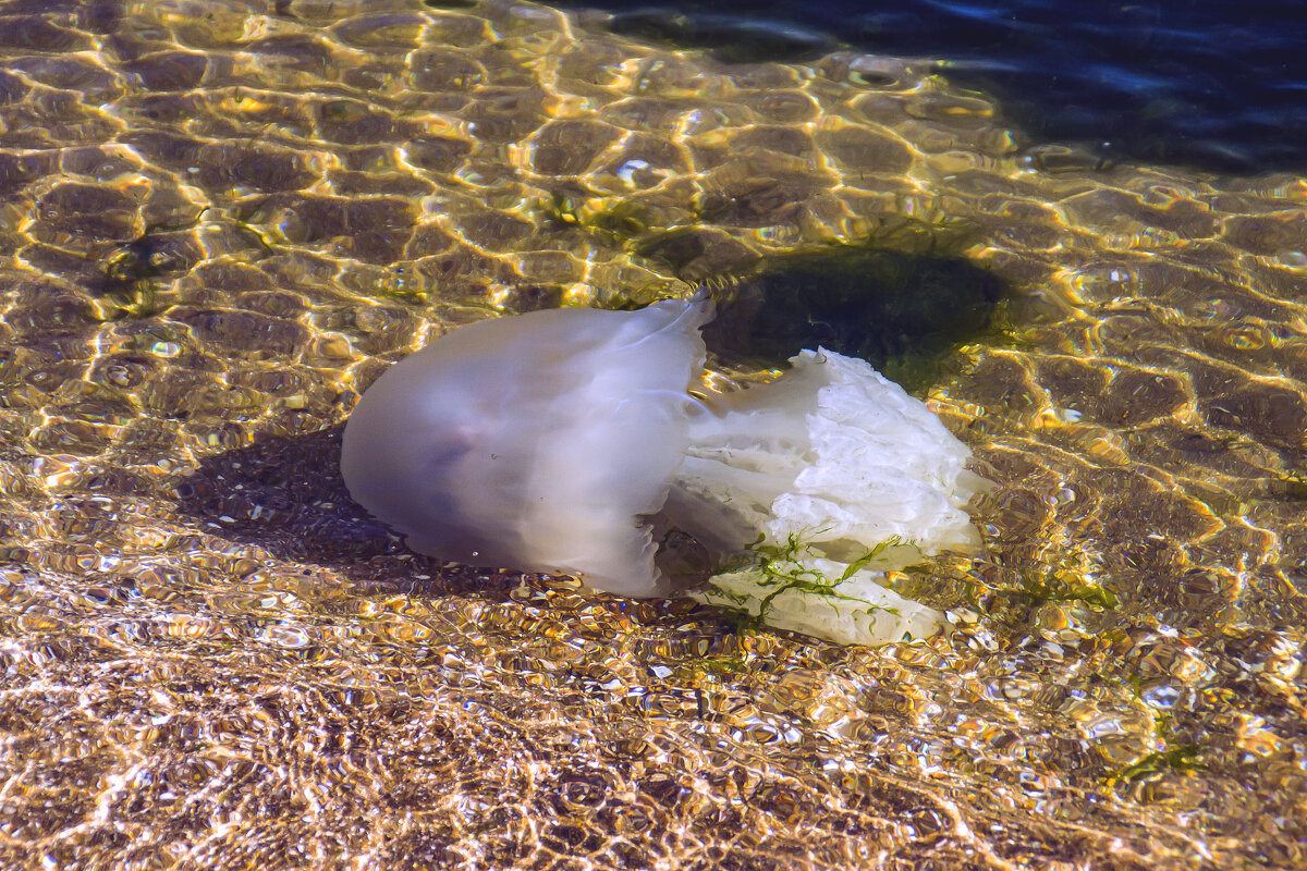 медуза в Азовском море. - petyxov петухов медуза в Азовском море. - petyxov петухов