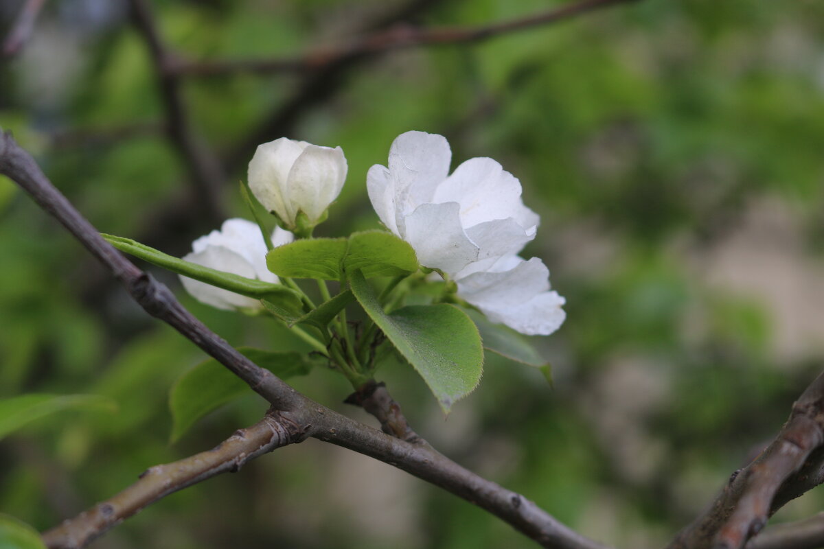 Весна - Ольга Весна - Ольга