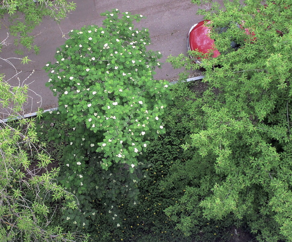 Рябина цветёт - Ольга Довженко