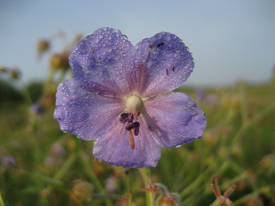 Утро - Anna Ivanova