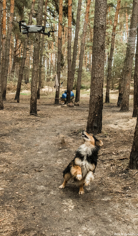Из серии "Животные на войне". Боец Буся - Михаил Из серии "Животные на войне". Боец Буся - Михаил
