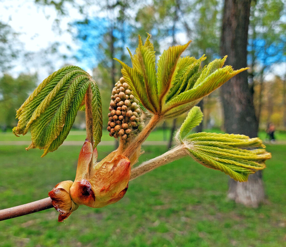 Холодно...каштан в дрёме - Ирина Румянцева