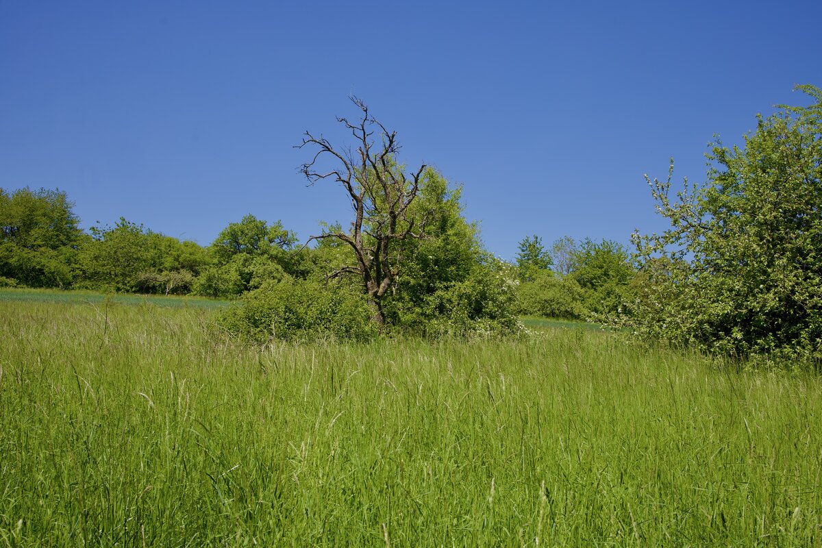 Весенний пейзаж. - Lucy Schneider Весенний пейзаж. - Lucy Schneider