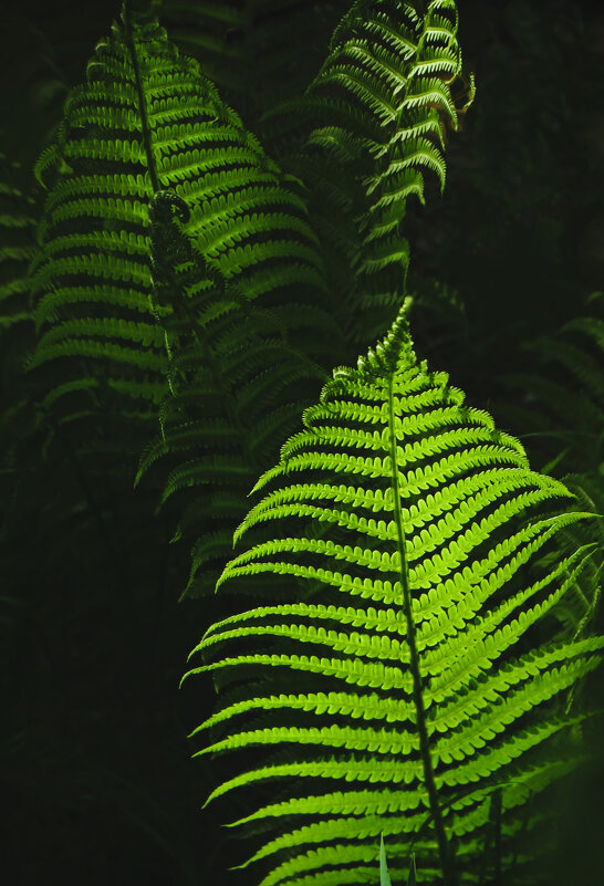 Папоротник - Елена Макарова 