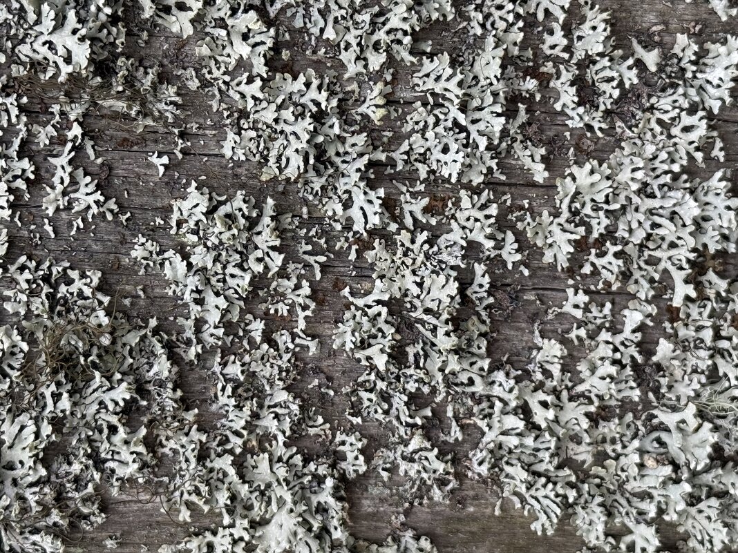 Мох на заборе - Светлана Мох на заборе - Светлана