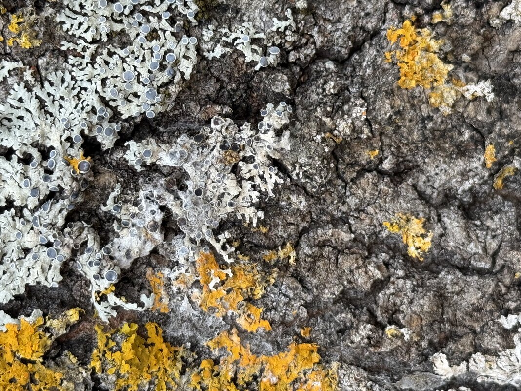 Лишайник на осине - Светлана 