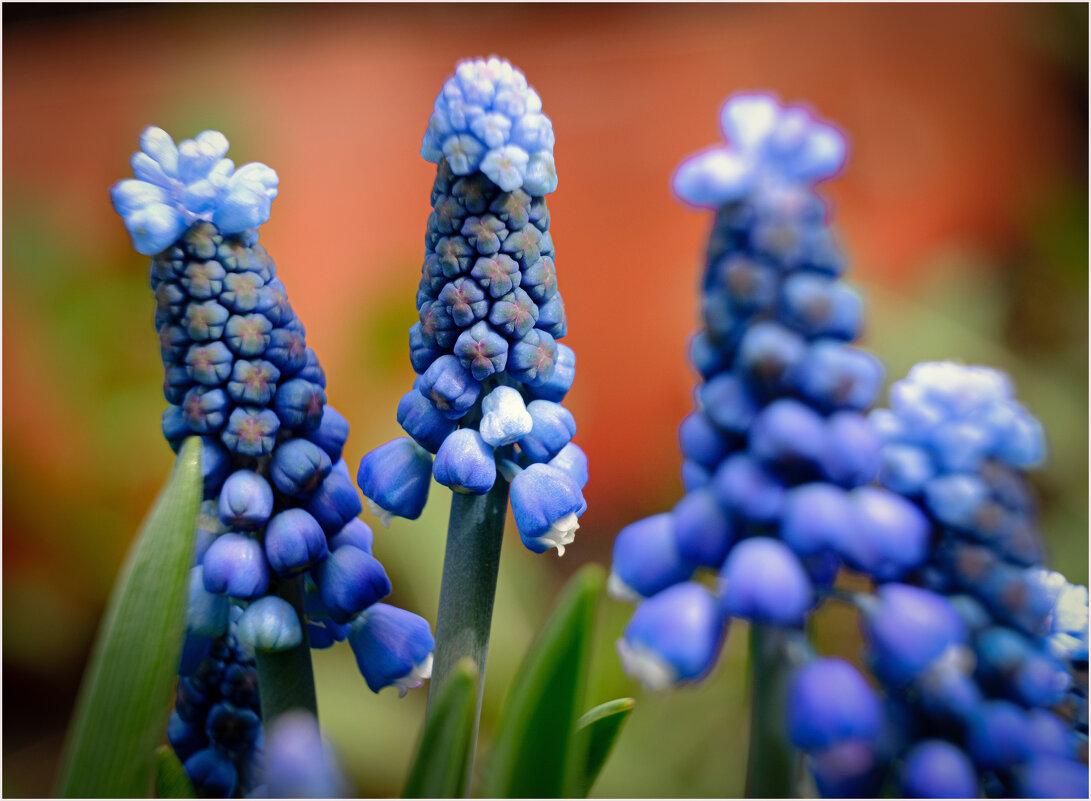 *** - Алексей Мезенцев