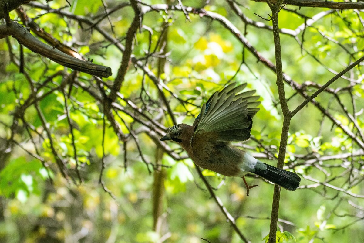 Пернатое чудо - Анна Каткова 