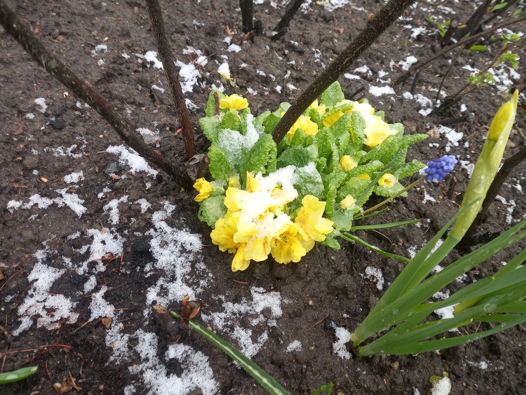 Примулы - Сапсан Примулы - Сапсан