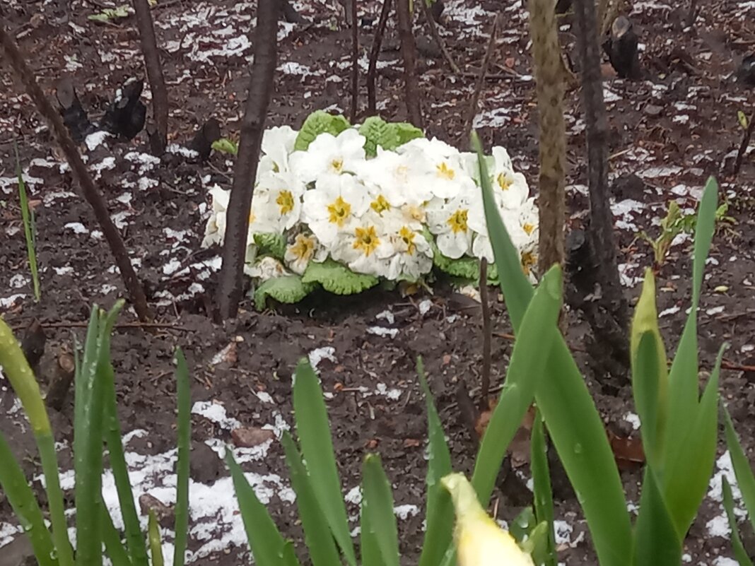 Примула - Сапсан 