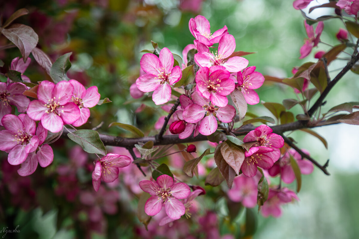 Розовенькое, в цветочках) - Nyusha .