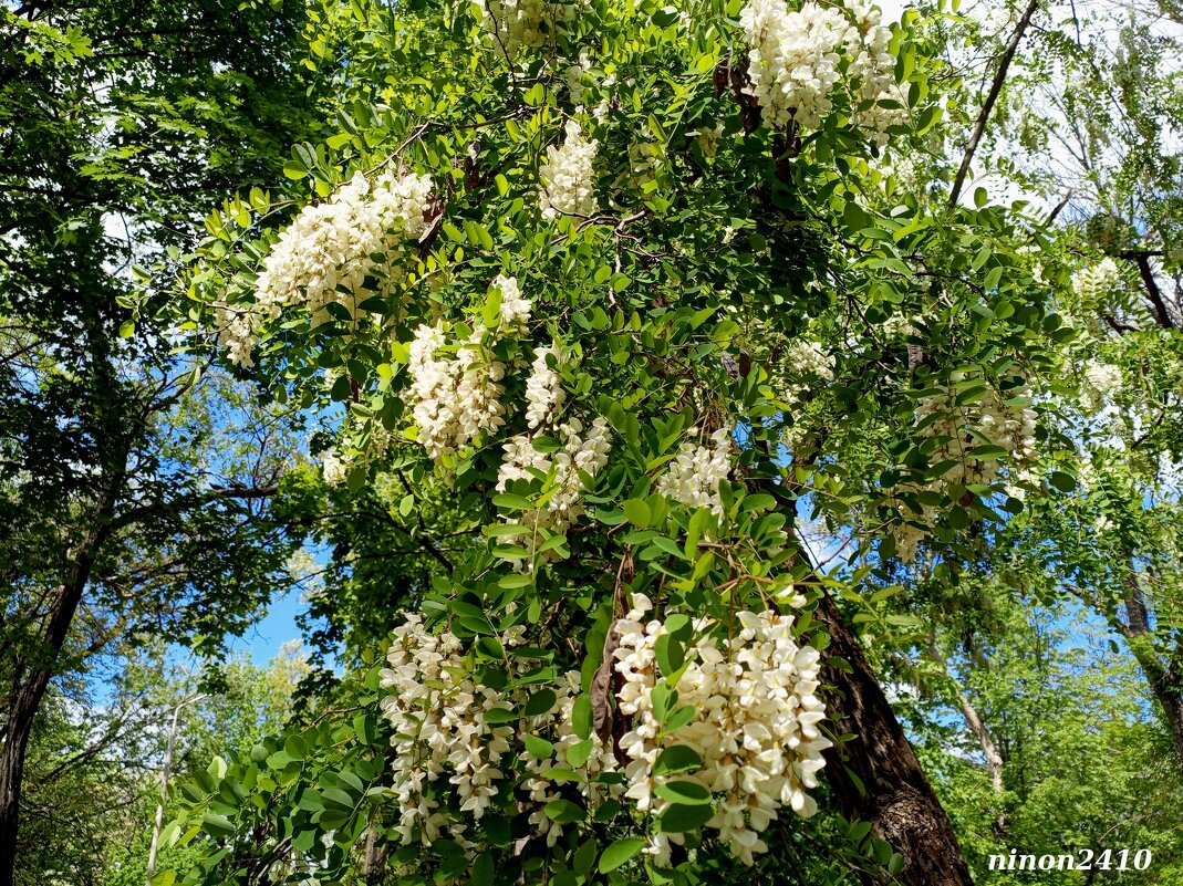 Белой акации гроздья душистые... - Нина Бутко Белой акации гроздья душистые... - Нина Бутко