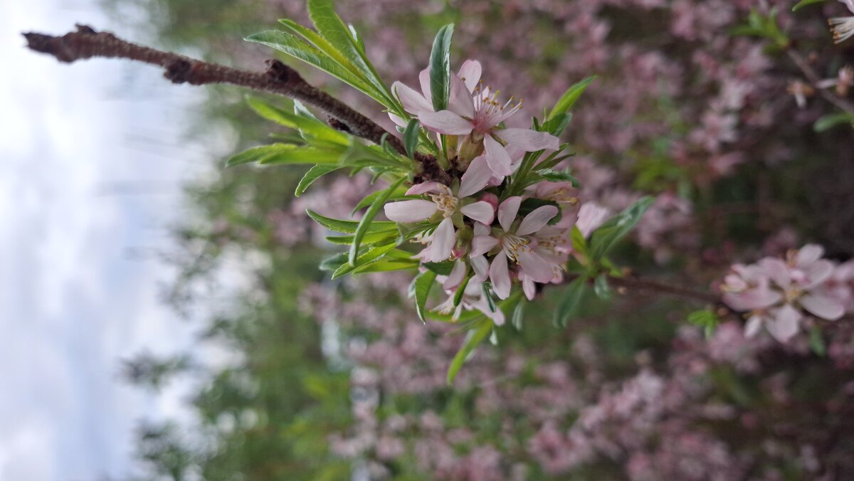 Миндаль - Prinz Eugen 