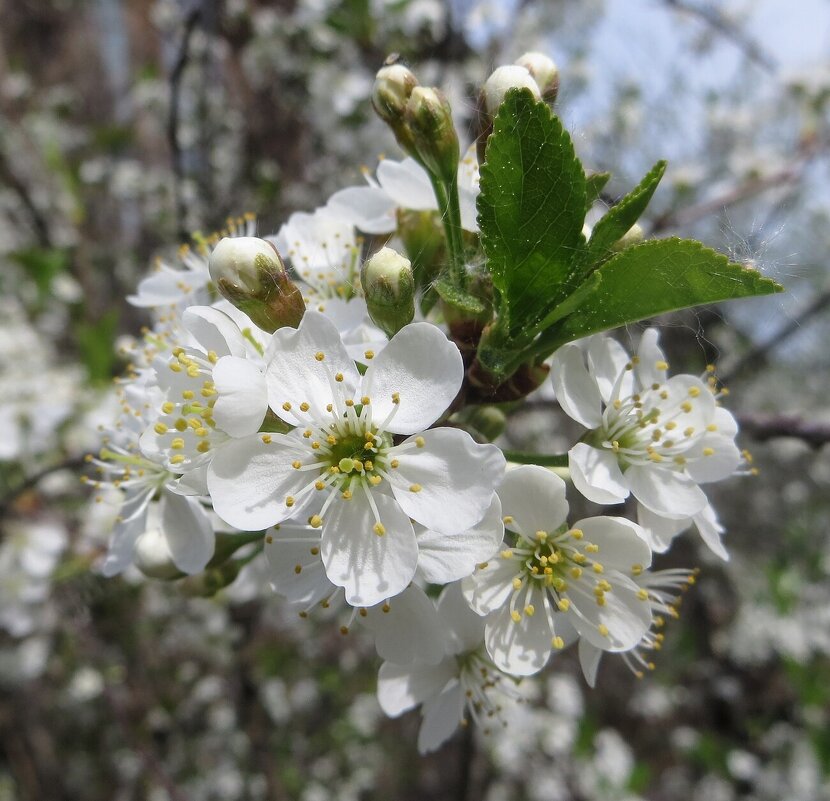 Весна расцветает - Лариса С. Весна расцветает - Лариса С.