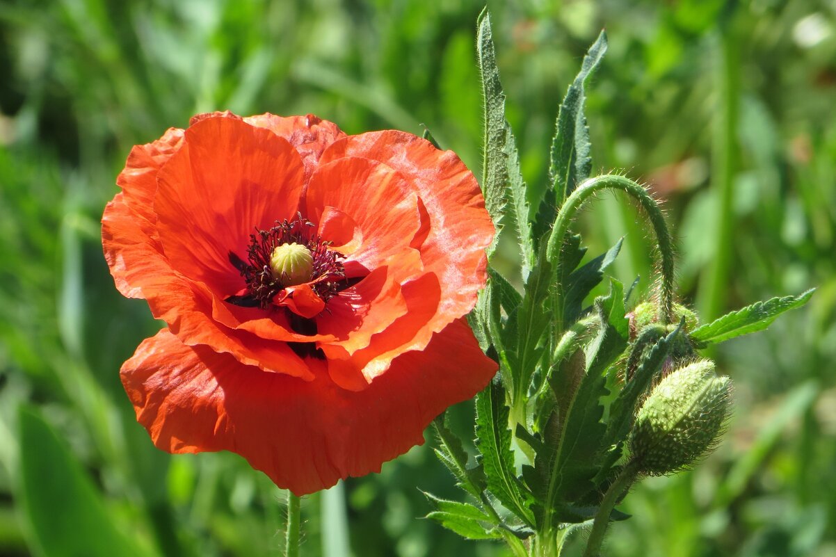 Маковый цвет - Татьяна Смоляниченко Маковый цвет - Татьяна Смоляниченко