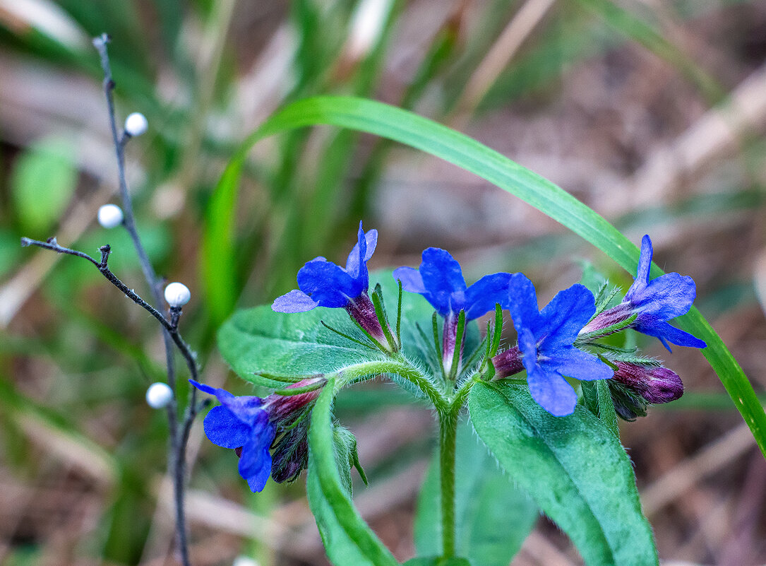 Эгонихон пурпурно-голубой - Юрий Яловенко