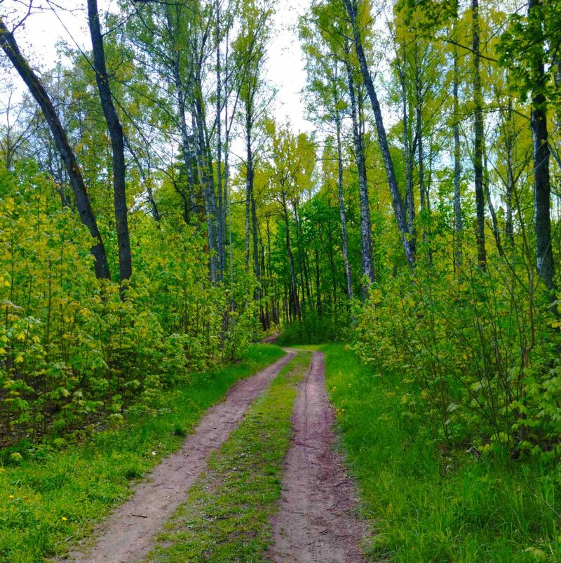 Парковыми тропами - Галина Бобкина