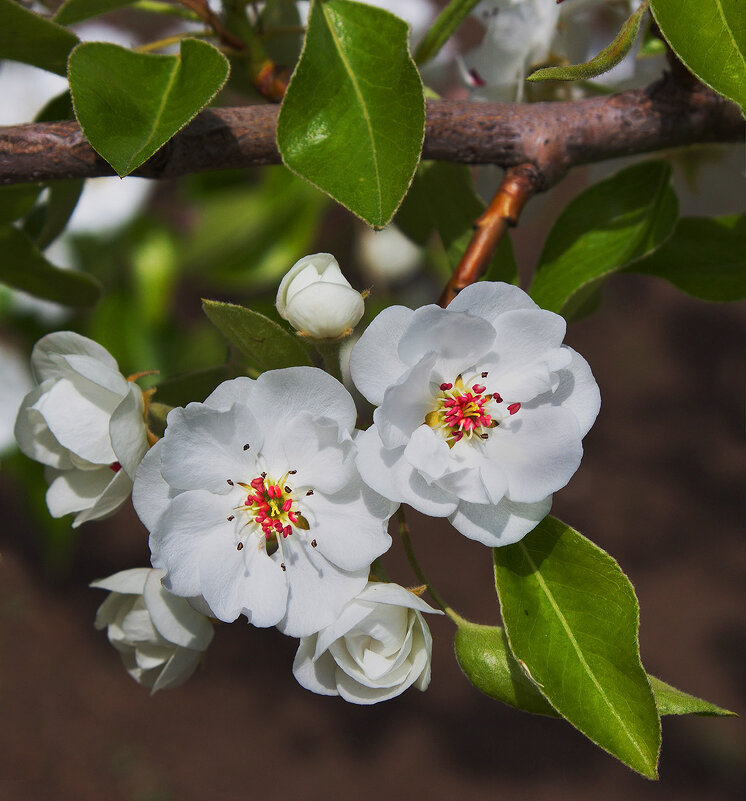 цветок груши - Наталья S