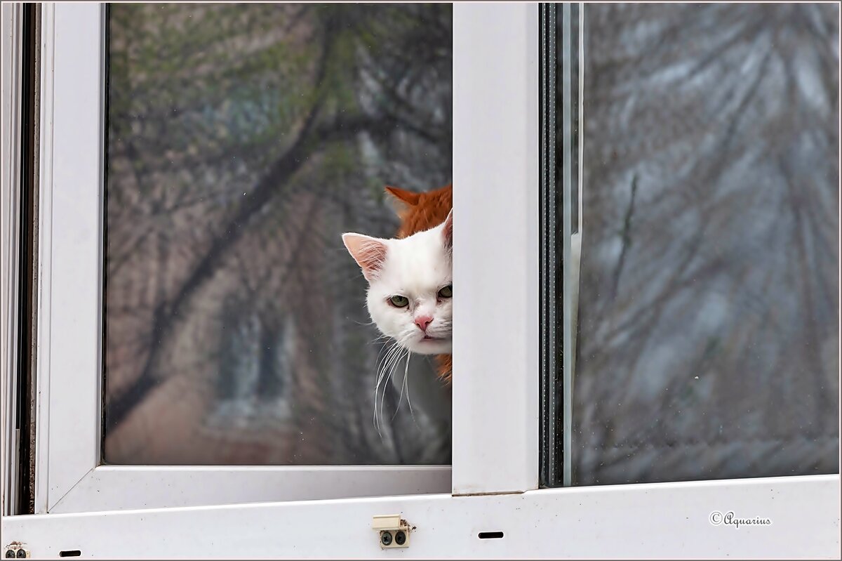 Любопытство... - Aquarius - Сергей Любопытство... - Aquarius - Сергей