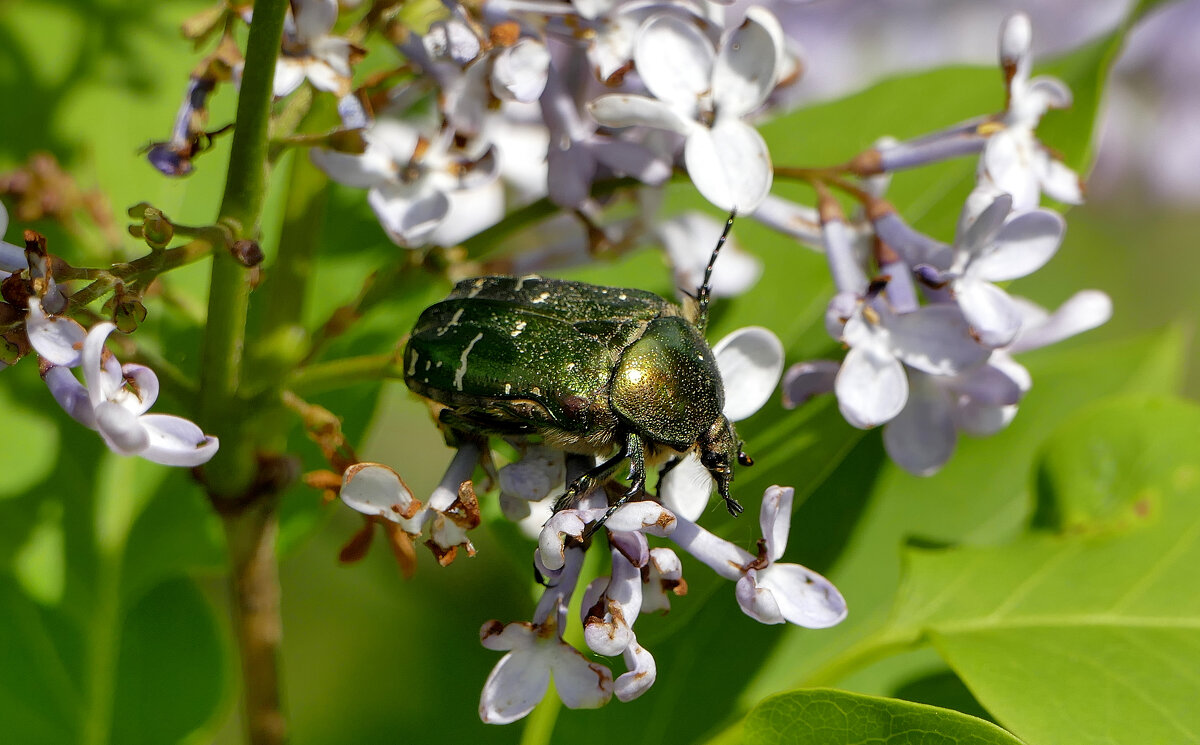 Картинки начала мая  1 - Александр Прокудин